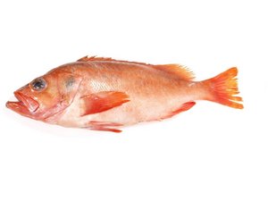 Ganzer Fisch: Rotbarsch.