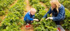 Frau und Junge ernten Erdbeeren auf einem Selbstpflückfeld