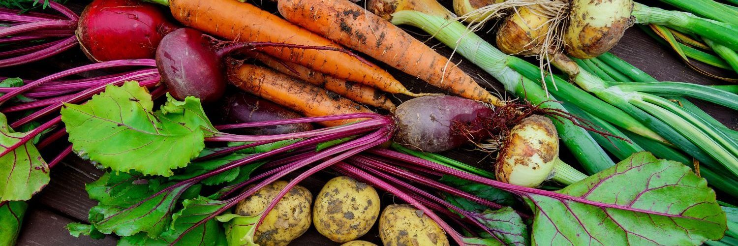 Auf einem dunklen Holzuntergrund liegen frisch geerntete Möhren, Zwiebeln, Rote Beten, Kartoffeln und Knoblauch, noch mit Erde behaftet.