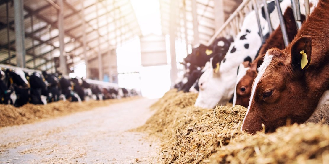 In einem großen offenen Stall frisst eine lange Reihe von Kühen Futter. . Artikel "Milch: Im Stall" öffnen.