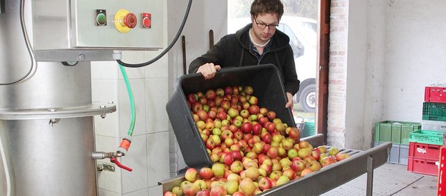 Mann schüttet Äpfel in die Waschanlage, Mosterei