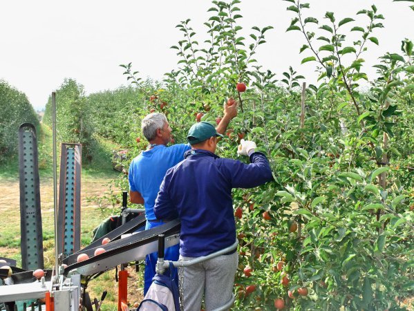 Zwei Männer ernten Äpfel auf einer Plantage.