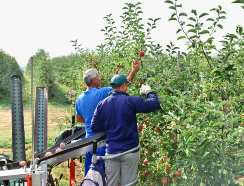 Zwei Männer ernten Äpfel auf einer Plantage.