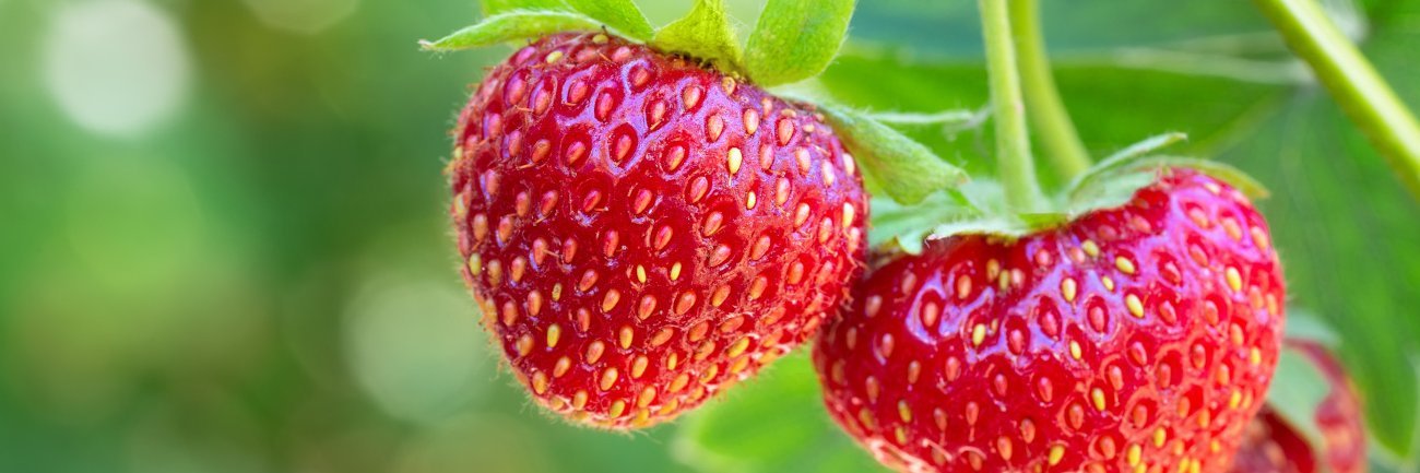 Eine Nahaufnahme zeigt drei rote Erdbeeren an einer Erdbeerpflanze.