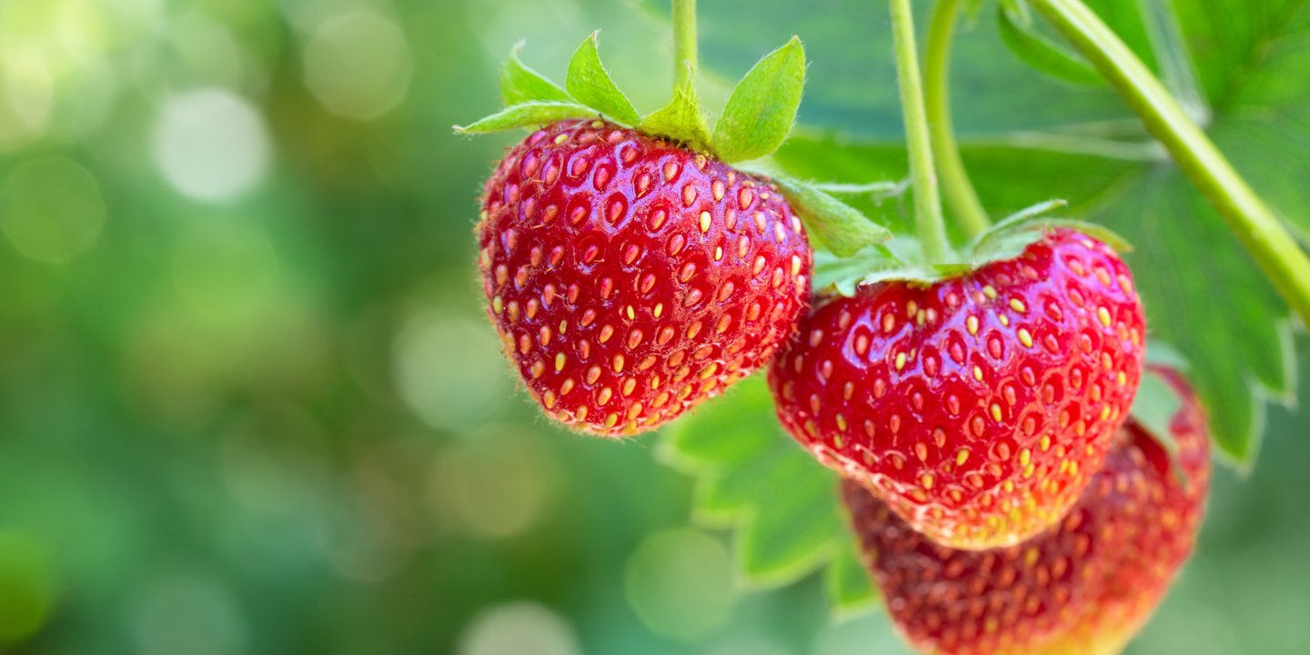 Eine Nahaufnahme zeigt drei rote Erdbeeren an einer Erdbeerpflanze.