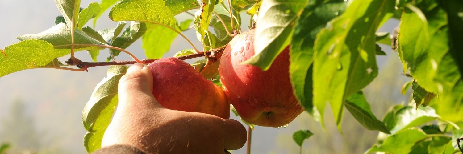 Hand pflückt Äpfel von einem Baum. 