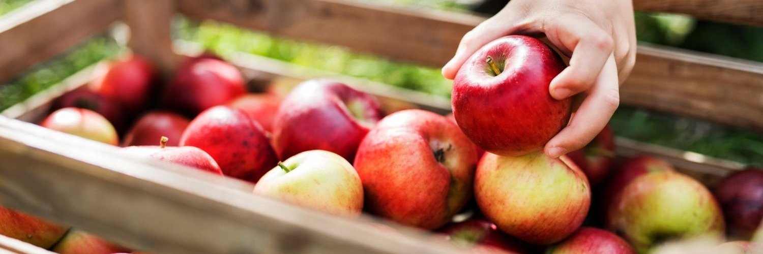 Eine Hand legt einen roten Apfel in eine Holzkiste halbvoll mit Äpfeln. 