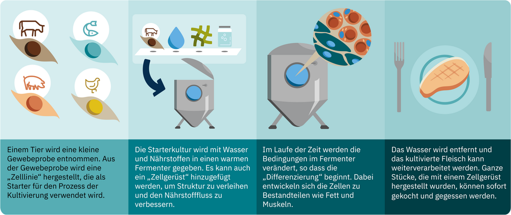 Die Grafik zeigt, wie Fleisch aus Zellen hergestellt wird. 