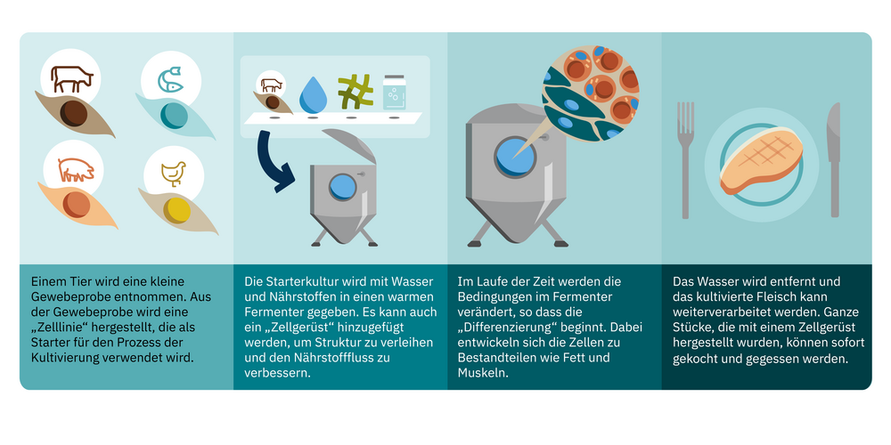 Die Grafik zeigt, wie Fleisch aus Zellen hergestellt wird.
