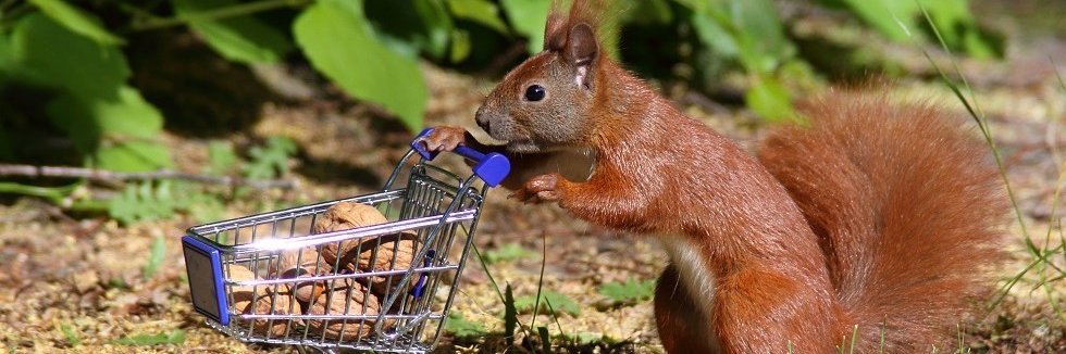 Ein Eichhörnchen schiebt einen kleinen Einkaufswagen, der mit Walnüssen gefüllt ist.