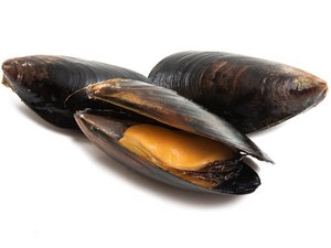 Zwei geschlossene und eine geöffnete Miesmuschel.