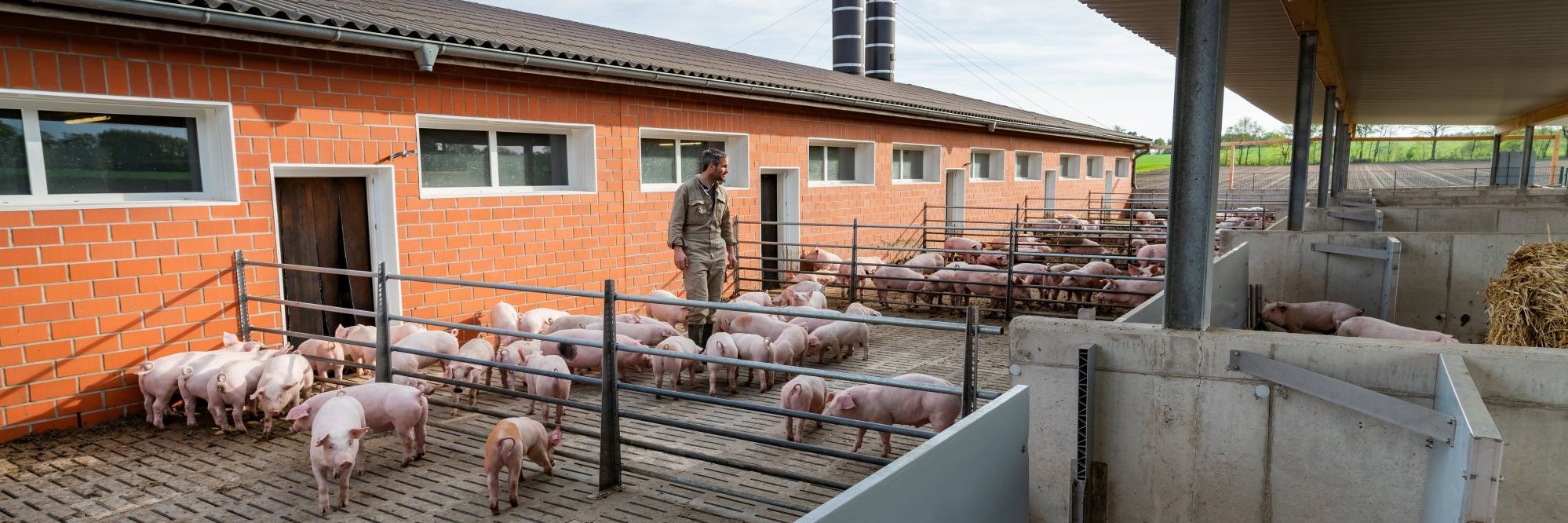 Landwirt macht Kontrollgang in Außenbuchten eines Schweinestalls.
