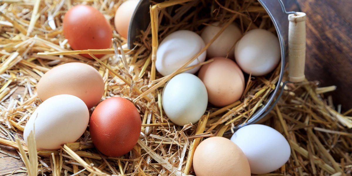 Weiße und braune Eier liegen auf dem Strohboden in einem Stall.. Artikel "Eier" öffnen.