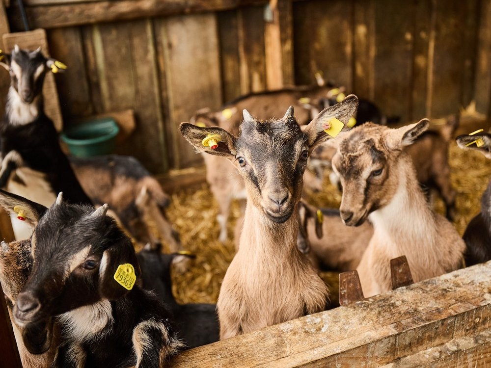 Mehrere Ziegen sind in einem Stall.