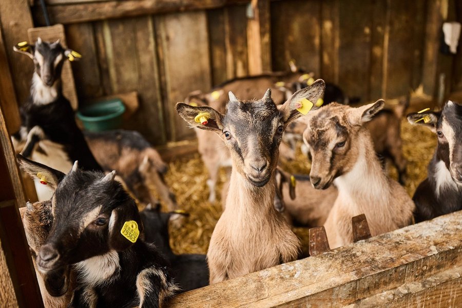 Mehrere Ziegen sind in einem Stall.