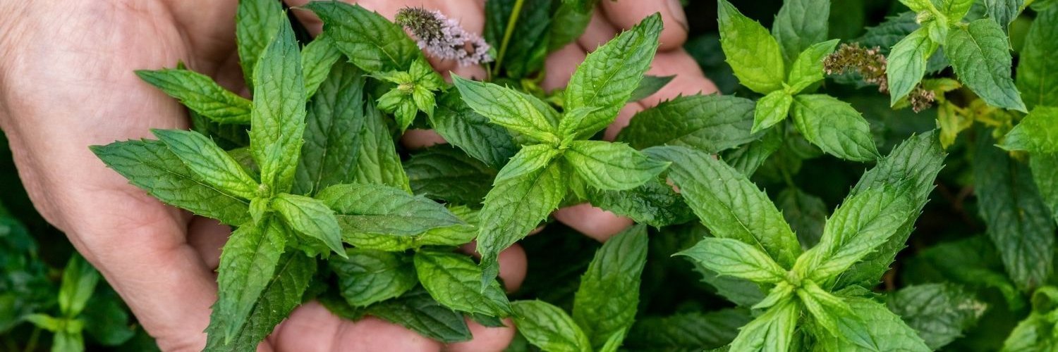 Zwei Hände greifen am Boden in Minzestängel an denen zum Teil Blüten sitzen.