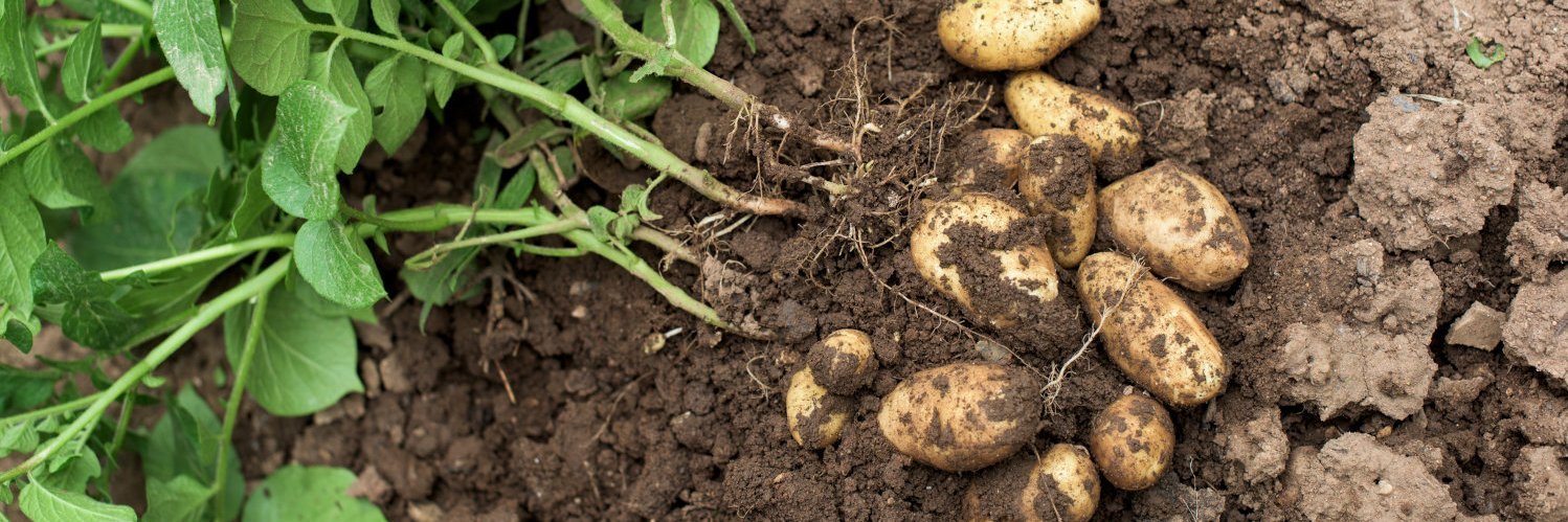 Kartoffelknollen mit Grün liegen auf dem Acker.