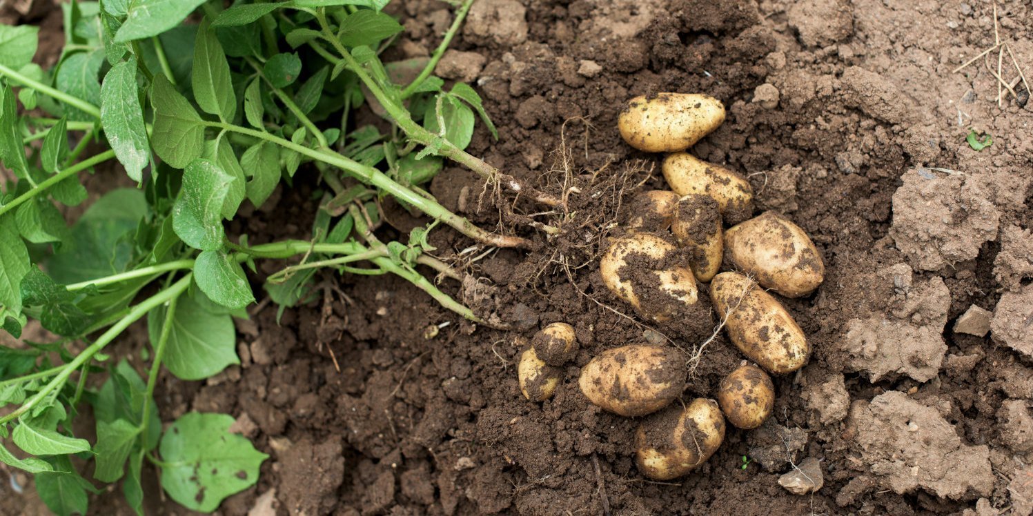 Kartoffelknollen mit Grün liegen auf dem Acker.. Artikel "Kartoffeln: Auf dem Acker" öffnen.