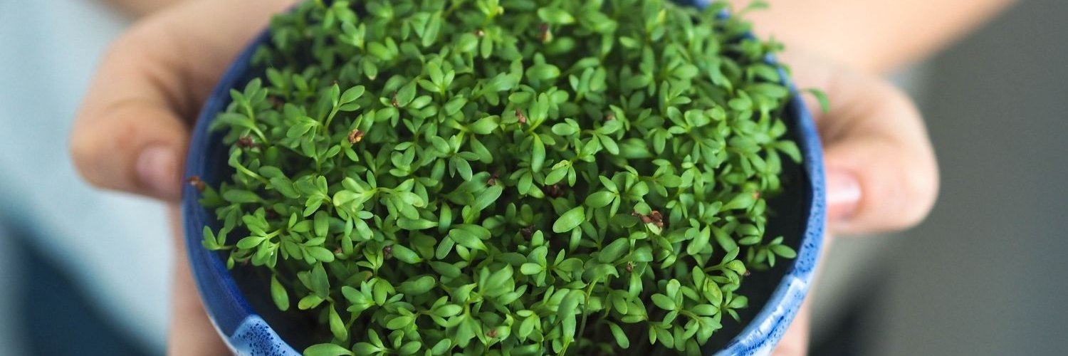 Kinderhände halten eine blaue Keramikschüssel mit Gartenkresse.