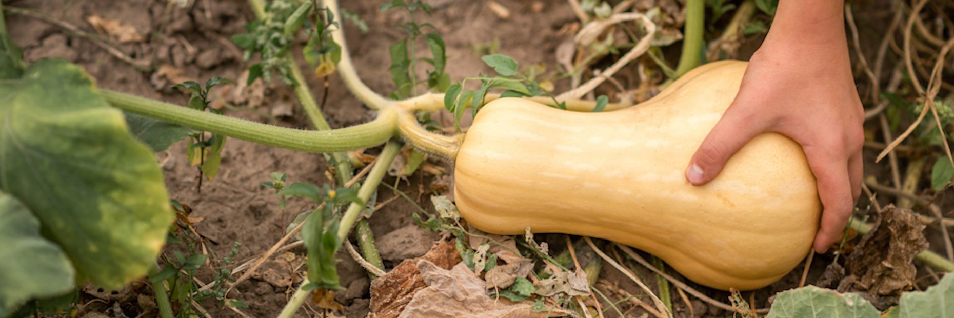 Butternutkürbis Hand Feld Eine Hand greift einen Butternutkürbis, der auf einem Feld liegt.