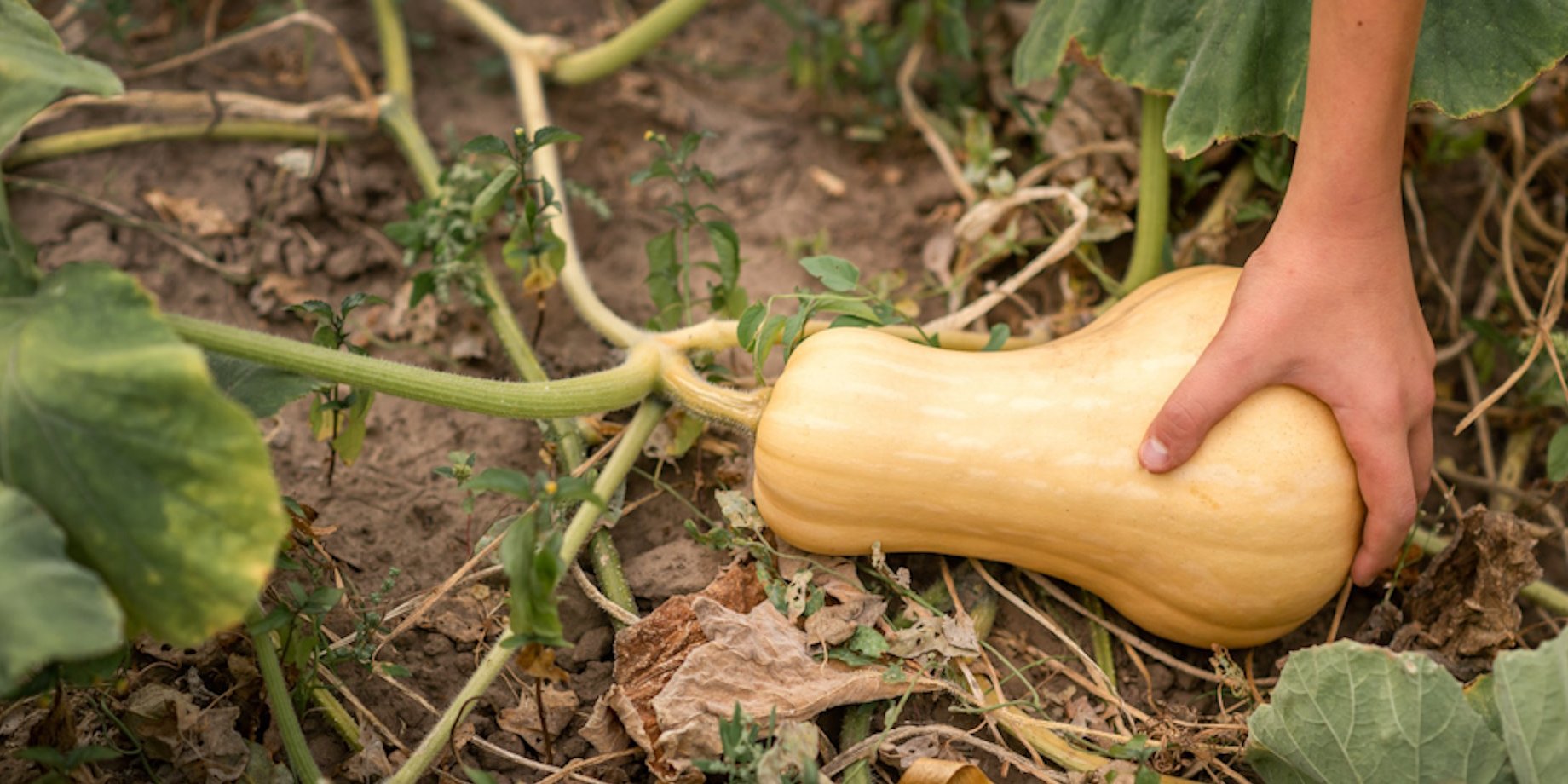Eine Hand greift einen Butternutkürbis, der auf einem Feld liegt.. Artikel "Kürbisse: Von der Ernte in den Handel" öffnen.