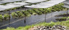 Wasabi-Farm. Die Pflanzen wachsen in fließendem Wasser und werden beschattet.