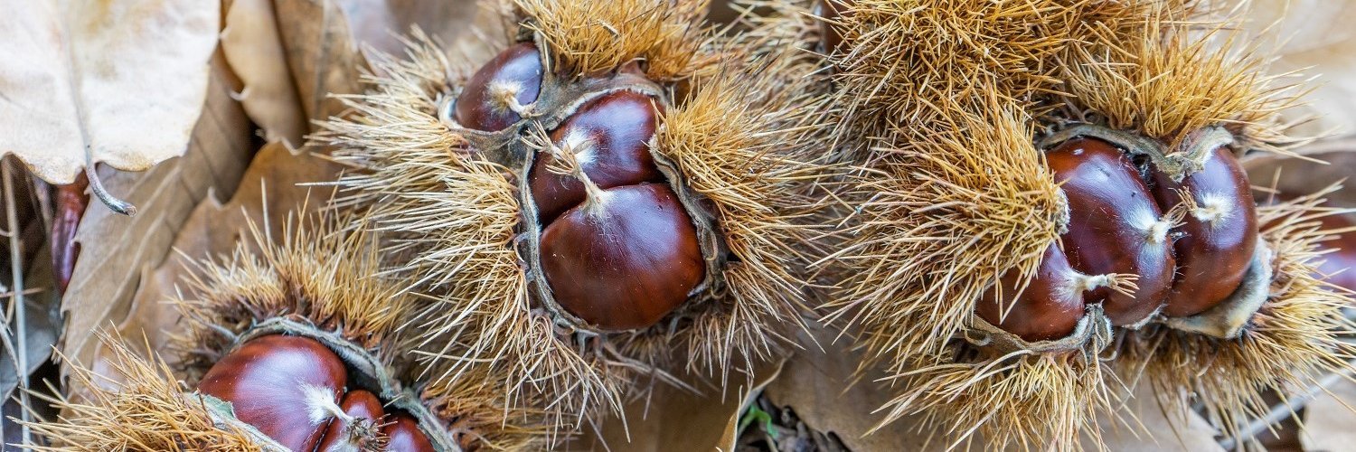 Auf dem Waldboden liegen Esskastanien. Ihre stacheligen Fruchthüllen enthalten je drei Früchte.