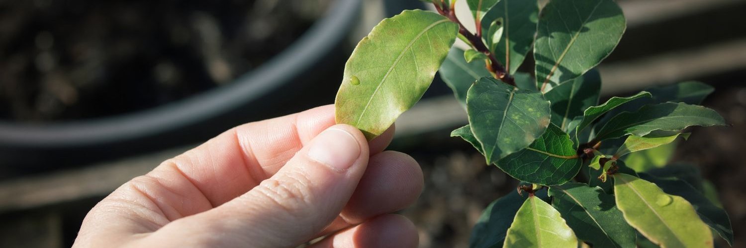 Eine Hand fasst ein Blatt an einem Lorbeerzeig an.