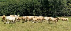 Rinderherde auf der Weide