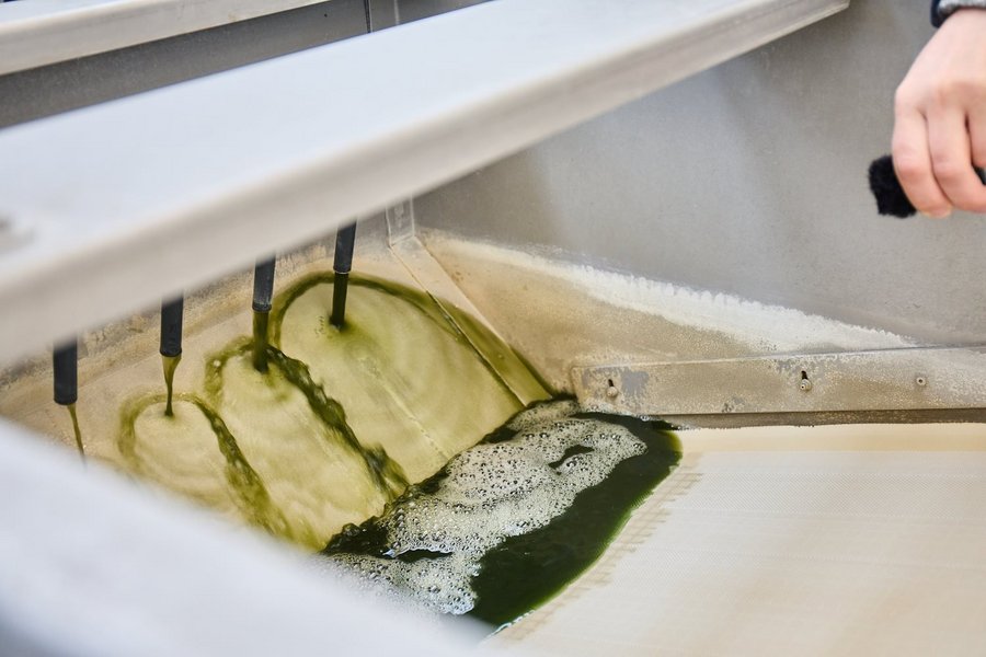 Grünes Algenwasser fließt durch vier Düsen auf einem Fließband.