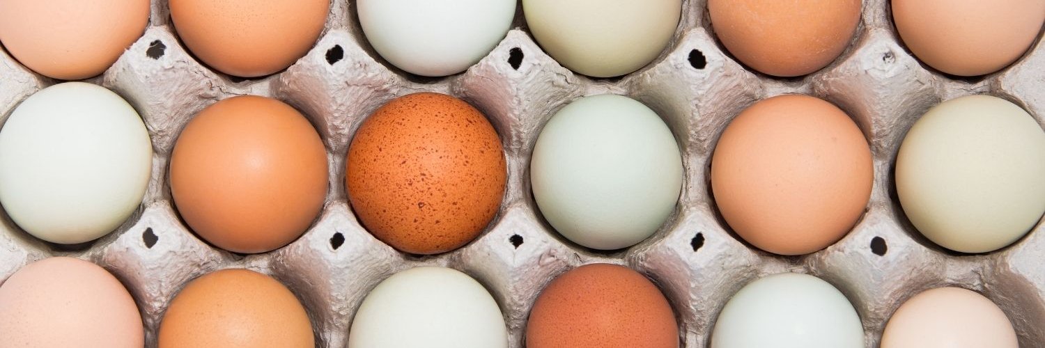 Die Bildfläche ist ausgefüllt mit verschiedenfarbigen Eiern in einem offenen Eierkarton.
