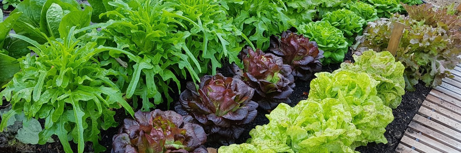Verschiedene rote und grüne Salatsorten wachsen in einem Beet in Reihen nebeneinander.