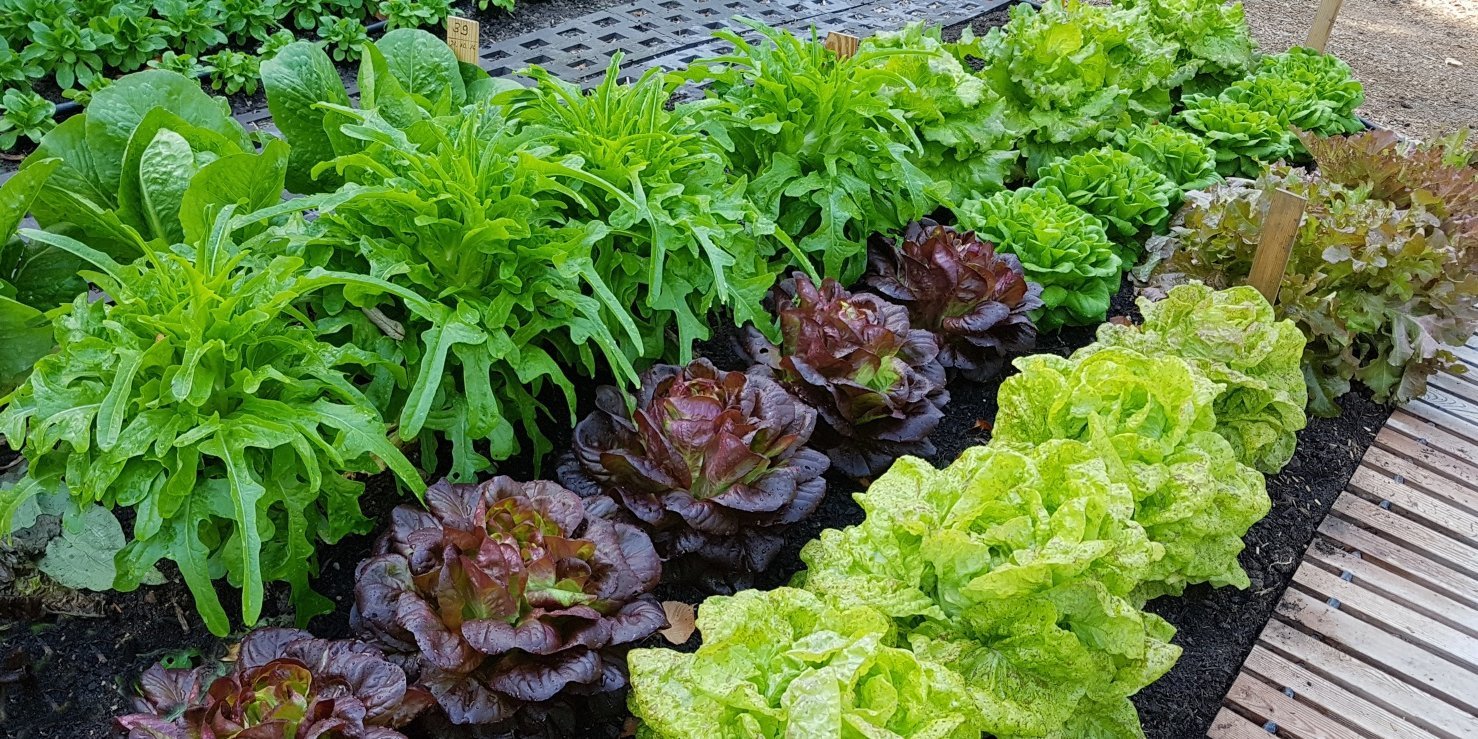 Verschiedene rote und grüne Salatsorten wachsen in einem Beet in Reihen nebeneinander.. Artikel "Sommer, Sonne, Salat" öffnen.