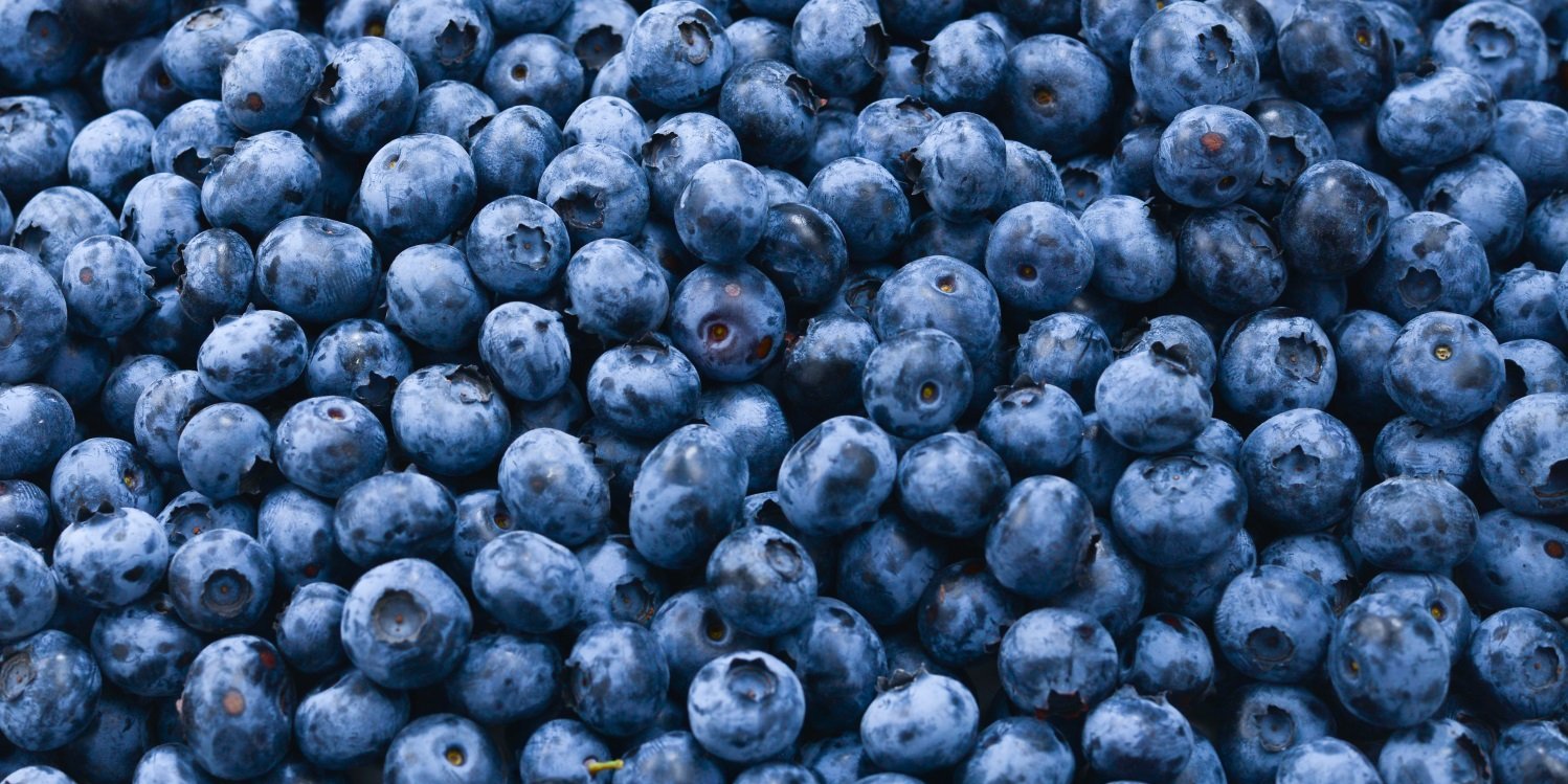 Die Bildfläche wird von Heidelbeeren ausgefüllt.. Artikel "Heimische Heidelbeerzeit " öffnen.