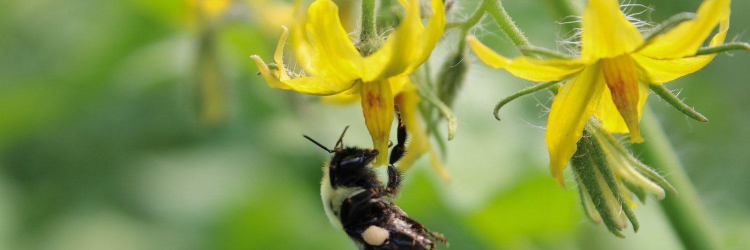 Hummel bestäubt Tomatenpflanzen
