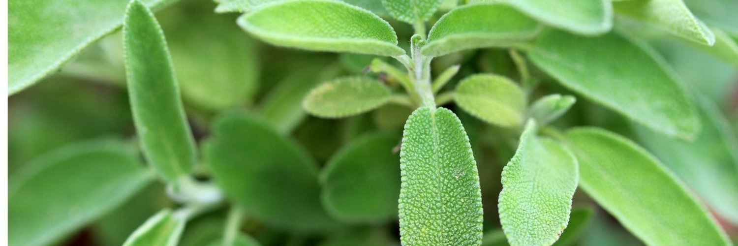 Die Bildfläche ist ausgefüllt mit schmalen, silbergrünen Salbeiblättern.