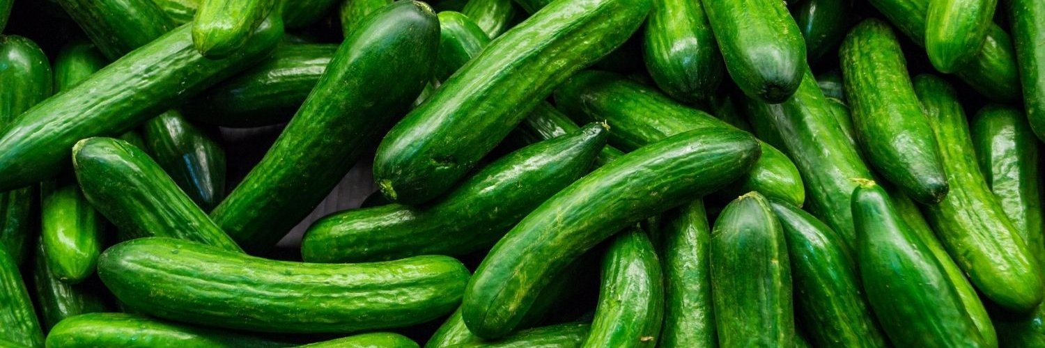 Die Bildfläche ist ausgefüllt mit Salatgurken.