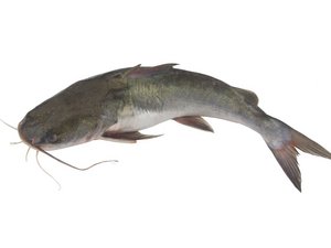 Ein ganzer Fisch: Wels.