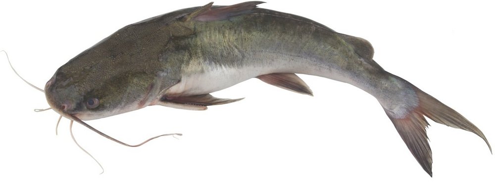 Ein ganzer Fisch: Wels.