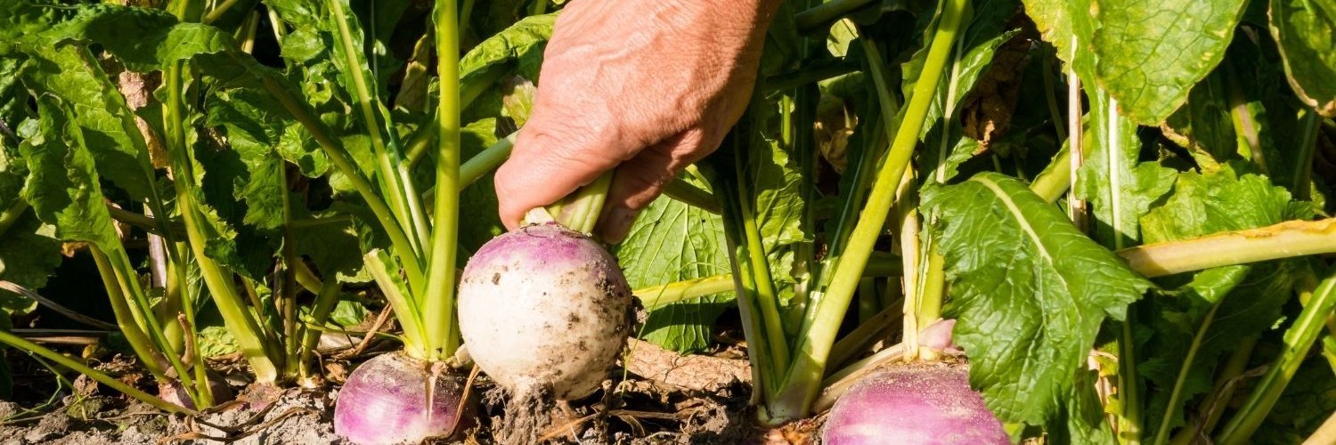Eine Männerhand zieht eine pink-weiße Mairübe aus einem Acker. Daneben stecken weitere in der Erde.