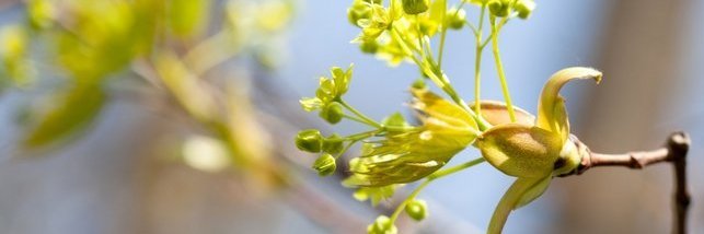 Ahorn Blüte 