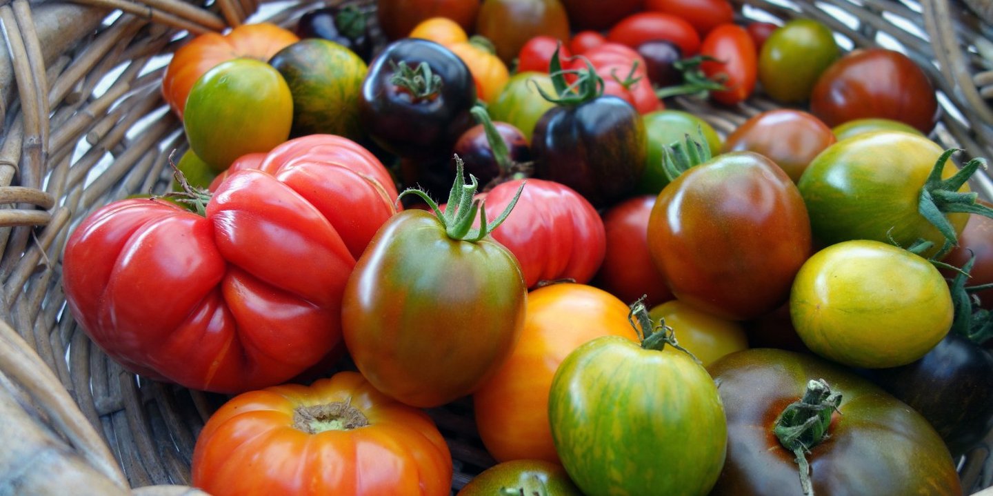 Verschiedene Tomatensorten liegen in einem Korb.