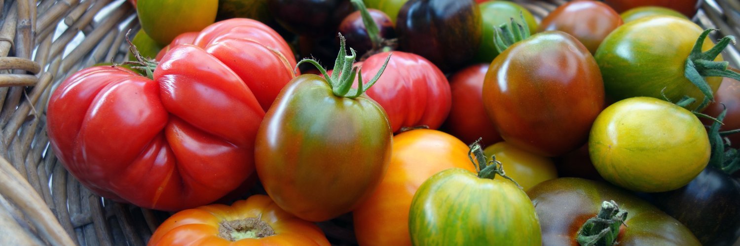 Verschiedene Tomatensorten liegen in einem Korb.