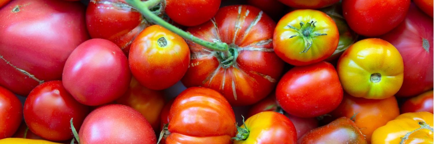 Die Bildfläche ist gefüllt mit verschiedenen Tomatensorten von dunkelrot über rot-grün gestreift bis gelb in unterschiedlichen Formen und Größen.