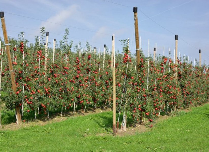 Das Bild zeigt Äpfelbäume mit reifen, roten Früchten auf einer Plantage.