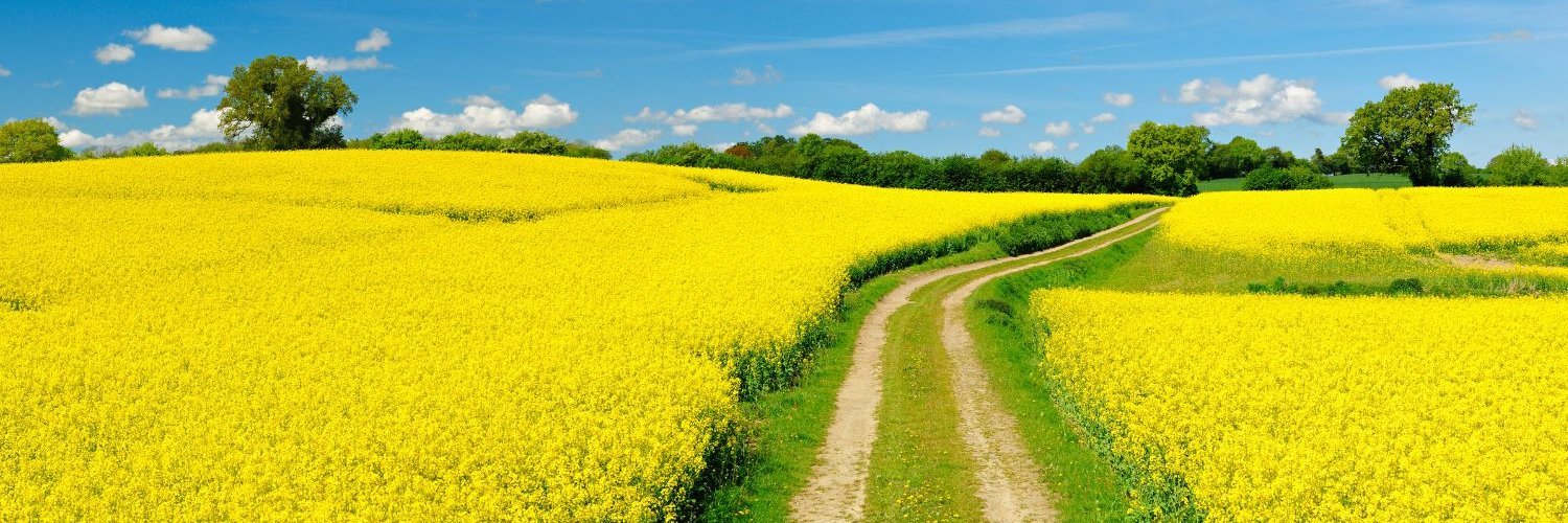 Gelb blühende Rapsfelder dehnen sich bis zum Bildhorizont aus. In der Mitte verläuft ein Feldweg mit Traktorspuren.