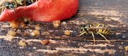 Wespe krabbelt auf Apfelstück zu