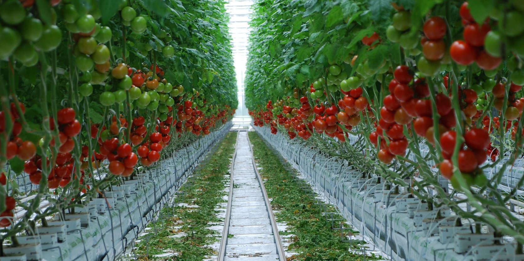 Rispentomaten wachsen in einem Gewächshaus.. Artikel "Tomaten: Auf dem Acker" öffnen.