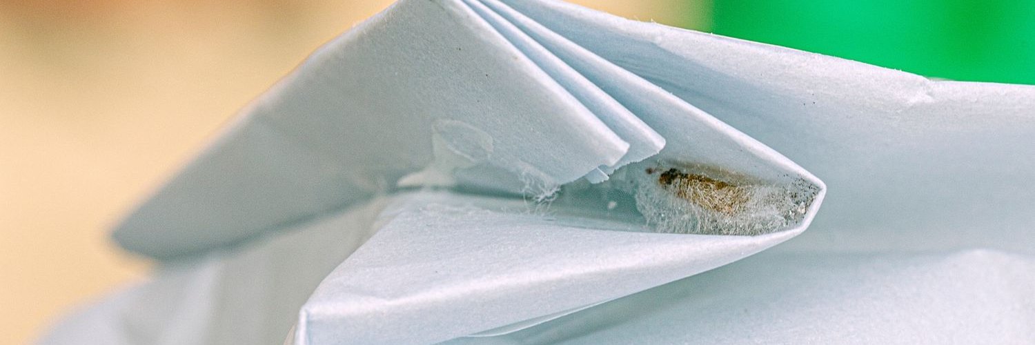 Eine Lebensmittelmotte klebt an der Innenseite des Falzes einer Lebensmittelverpackung in einem Motten-Kokon.