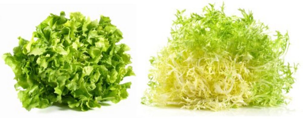 Glatte und krause Endivie auf weissem Hintergrund.